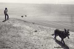 1972-3710b-cain_the_dog-helliwell 1972-3710b-cain_the_dog-helliwell