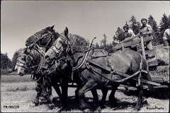 1979-3019-cross-horses 1979-3019-cross-horses