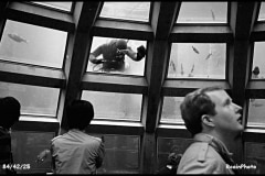 1984-4225-Seattle 1984-4225-Seattle