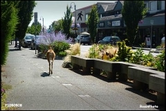 2013-07(July)deer-Comox 2013-07(July)deer-Comox
