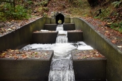 Early fish ladder Early fish ladder