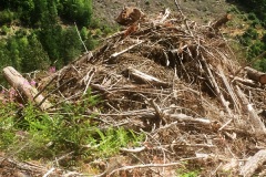 Slash pile across from Cruickshank River cut block Slash pile across from Cruickshank River cut block