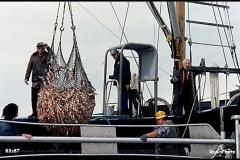 Herring fishing in the 1980s