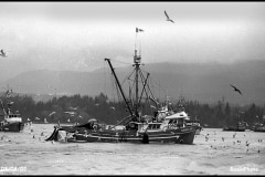 Herring fishing in the 1980s