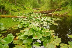 A narrow wetland A narrow wetland