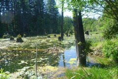 Vanilla Leaf Ponds Vanilla Leaf Ponds
