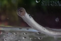 Morrison Creek Lamprey