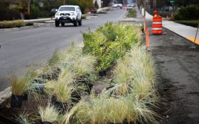 Can green innovations stop polluted stormwater from killing our waters?