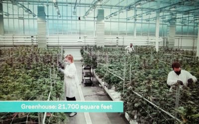 Cannabis breeding and genetics centre creates three new strains for Aurora Cannabis