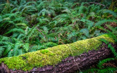 What’s dire: the lack of Comox subdivisions or climate change and gradual deforestation?
